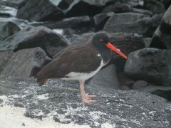 20-American Oystercatcher